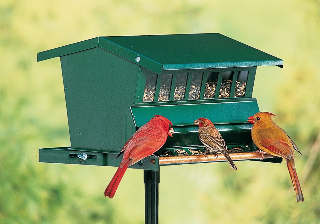bird feeder 1